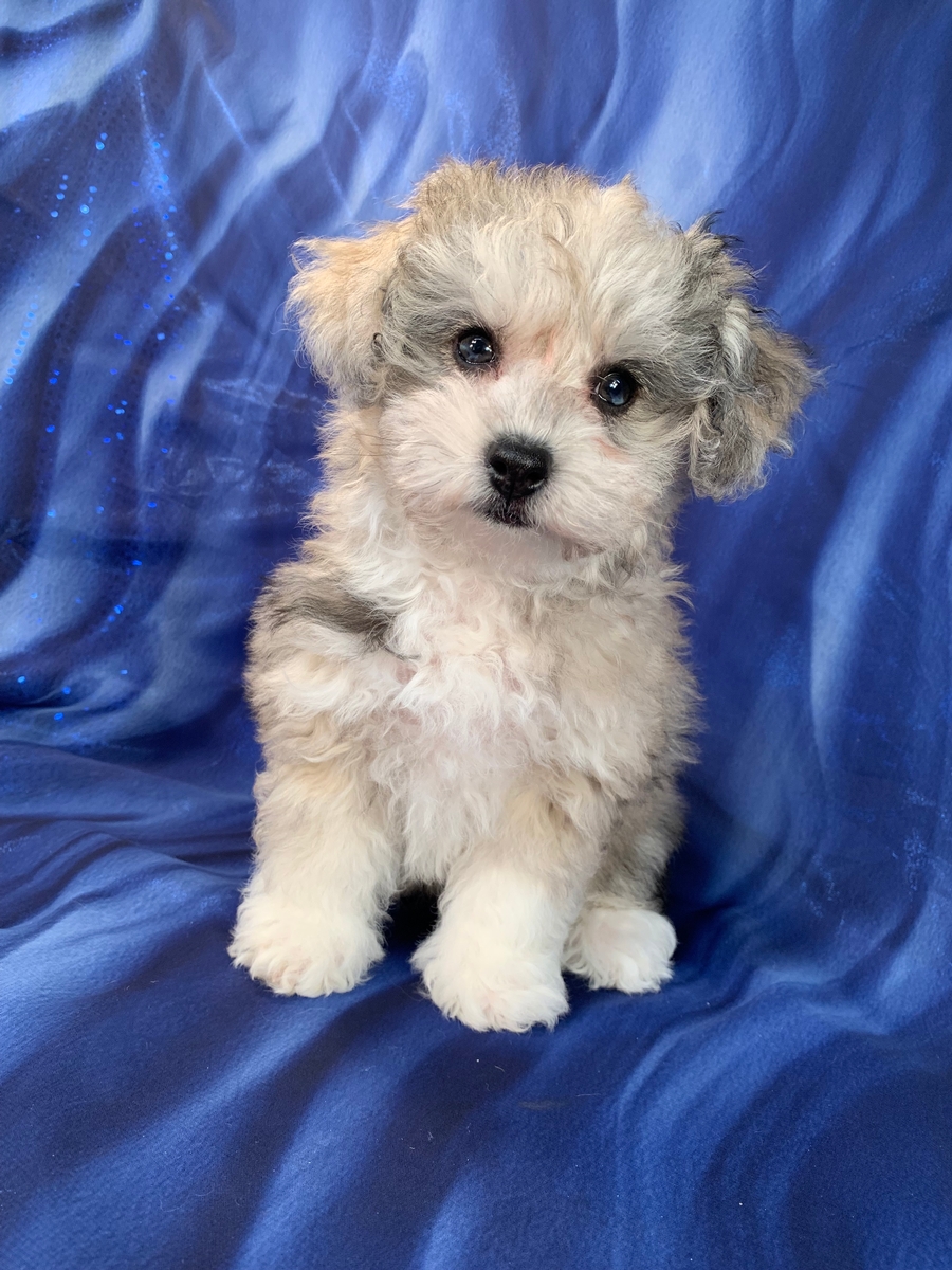 Female F1 Mega Coat Named Galaxy, Miniature Schnoodle Puppy for Sale, $1200